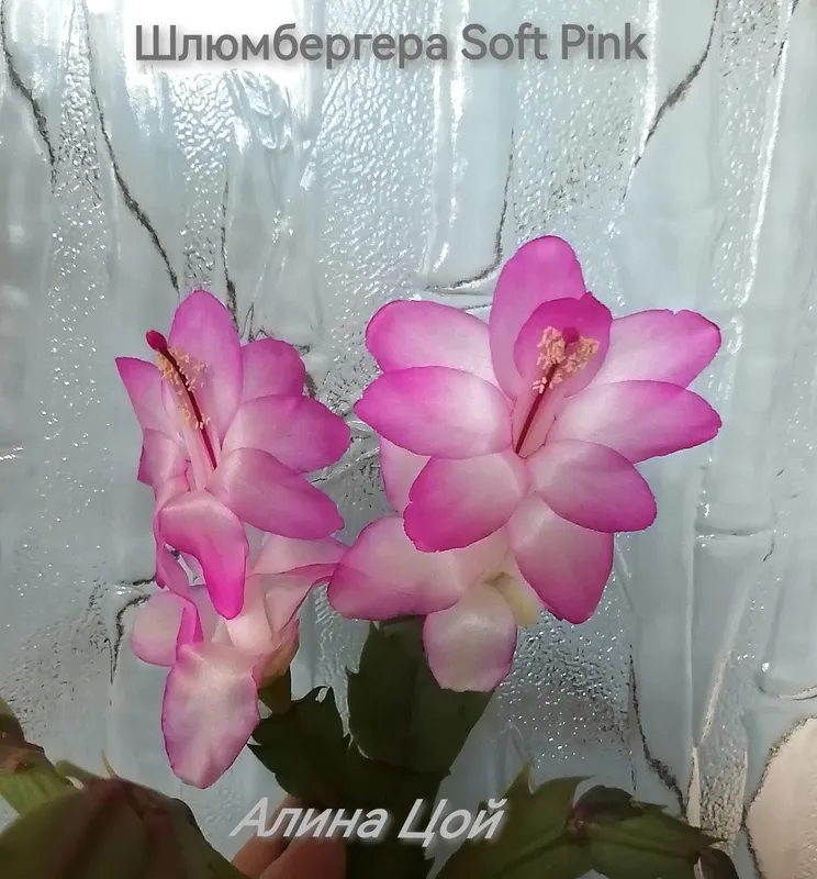 Сортовая Шлюмбергера (декабрист) С БУТОНАМИ Soft Pink.