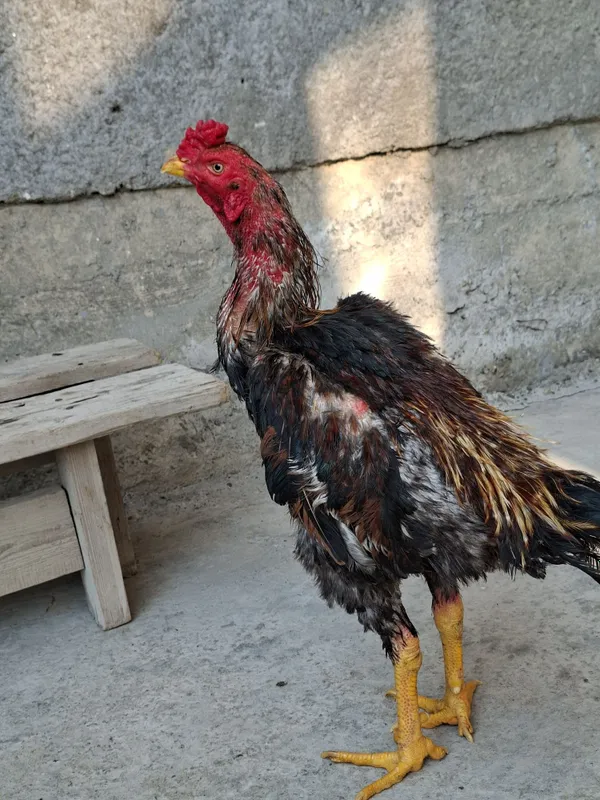 Jujamiz sotiladi qoni toza yapon shamo 3 Jujamiz sotiladi qoni toza yapon shamo 3