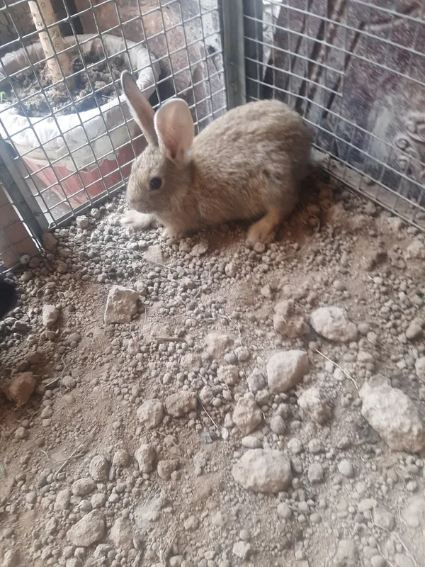 Продаётся кролик