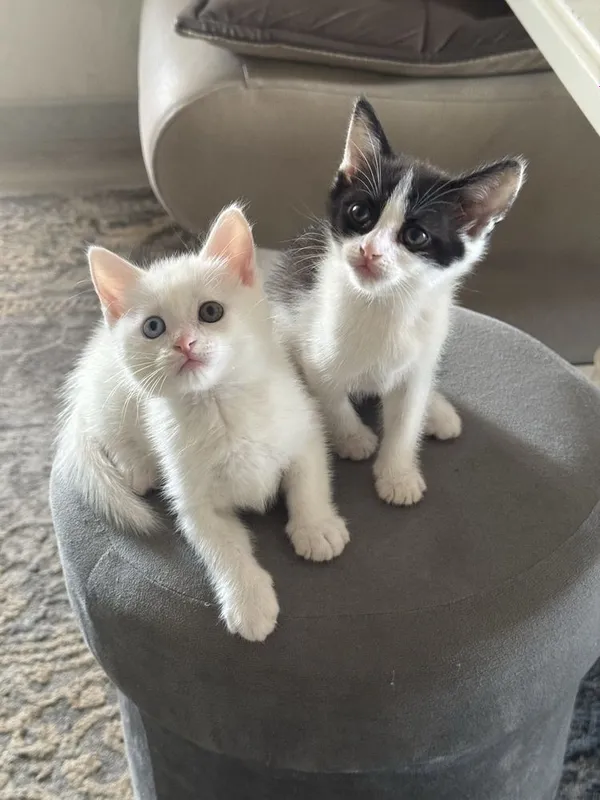 Отдаются котята в добрые руки 1