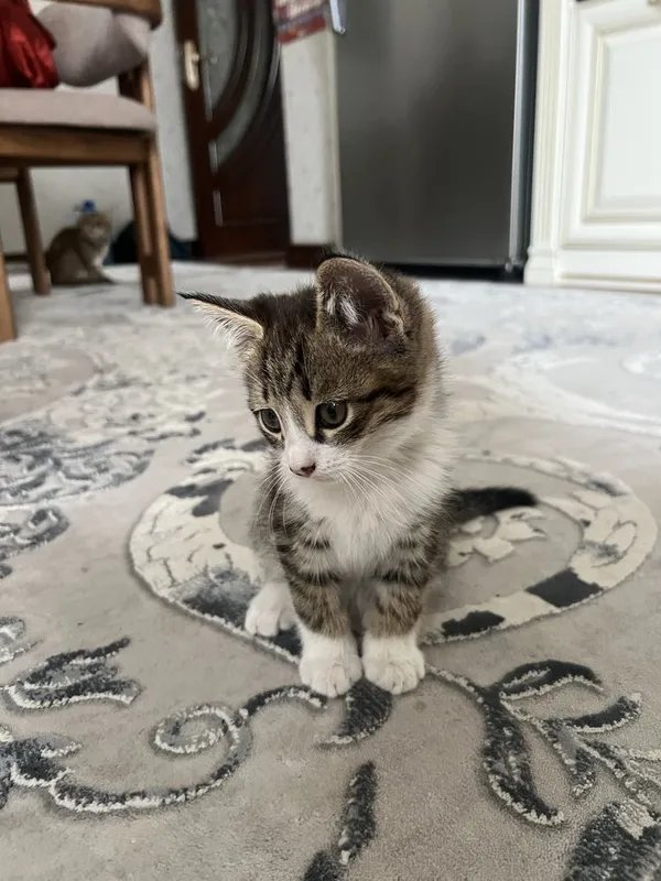 Котята 3 месяца, домашние — фото 4
