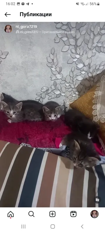 Котята отдам даром — фото 2