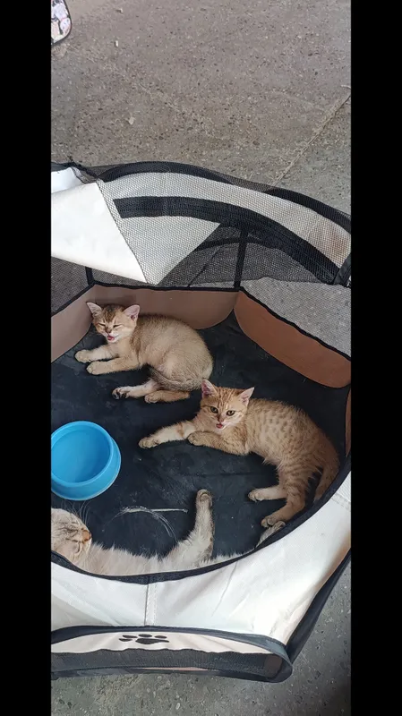Mushukchalar,Котята 3 Mushukchalar,Котята 3