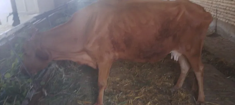 Sigir sotiladi kafolati bilan 1 Sigir sotiladi kafolati bilan 1