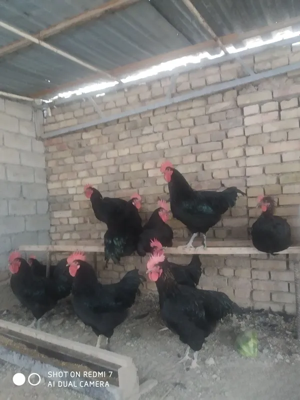 Продается куры петухи молодки 3 Продается куры петухи молодки 3