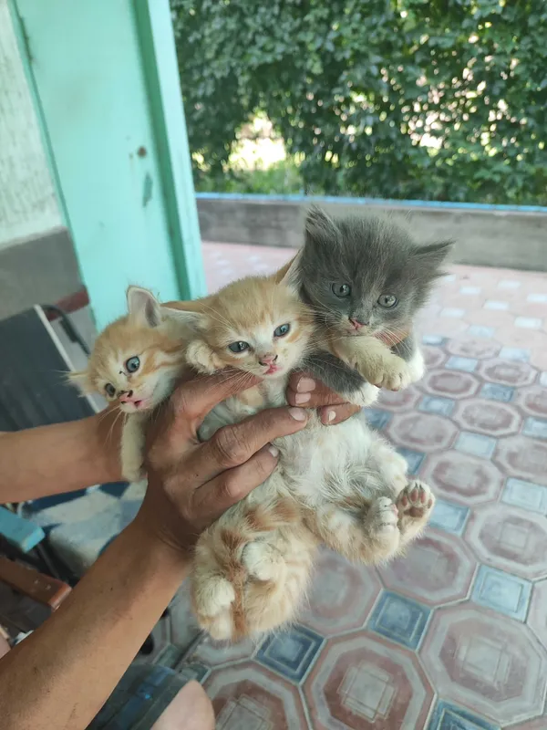Котята ищут дом отдам даром