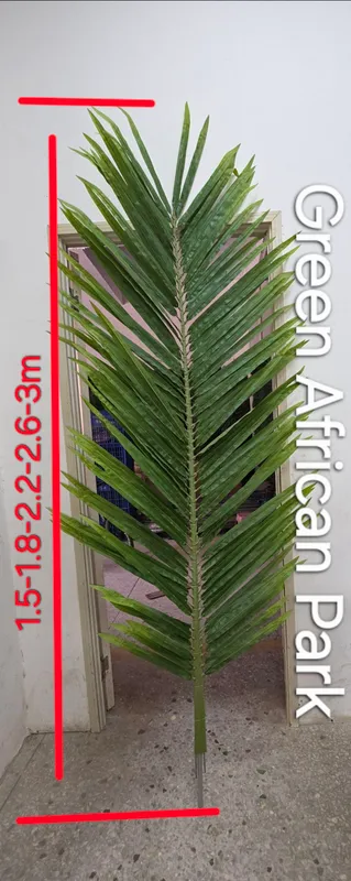 Пальмовые листья palma barglari 1