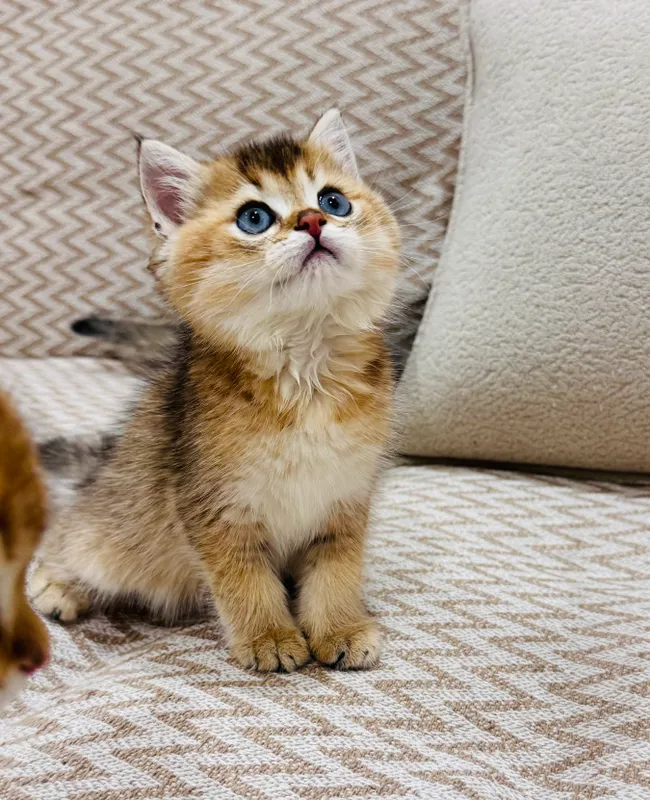 Британские котята — фото 1