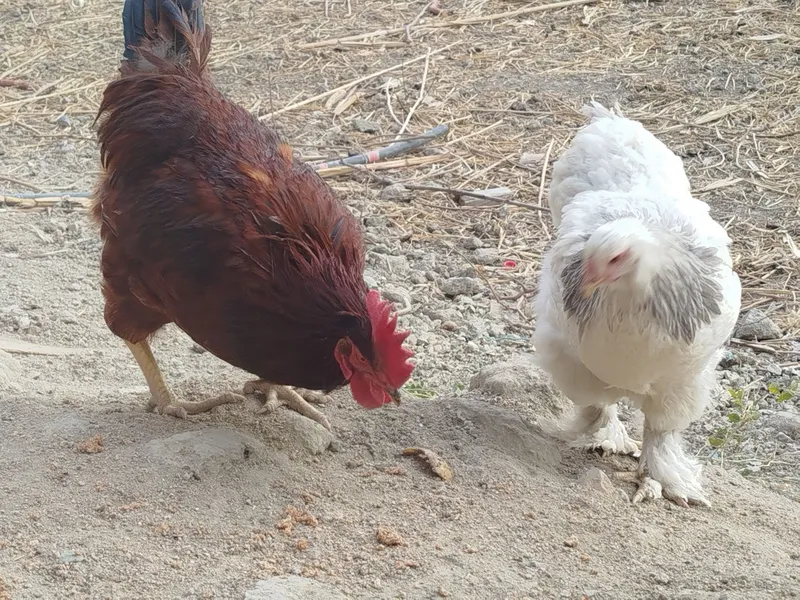 Xanpiyan xõrozlari — фото 4