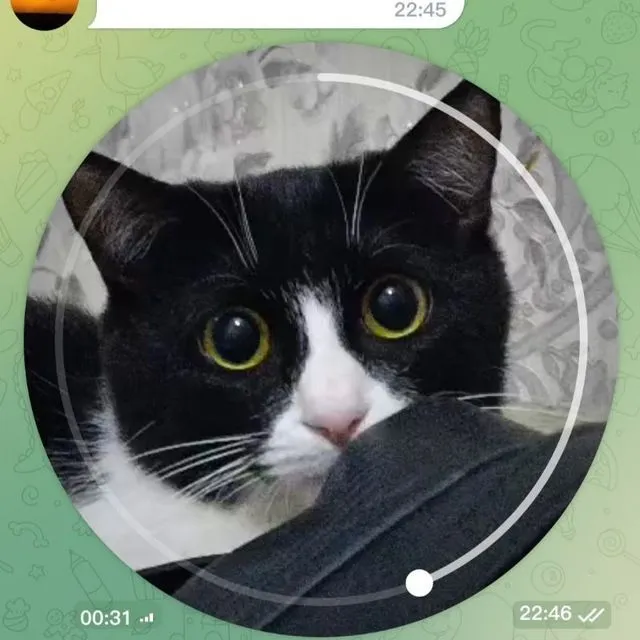 Продаётся кошка Felix 6 Продаётся кошка Felix 6