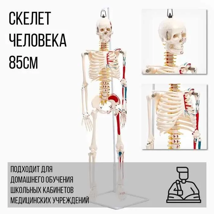 Скелет человека 85см, муляж, макет, Skelet