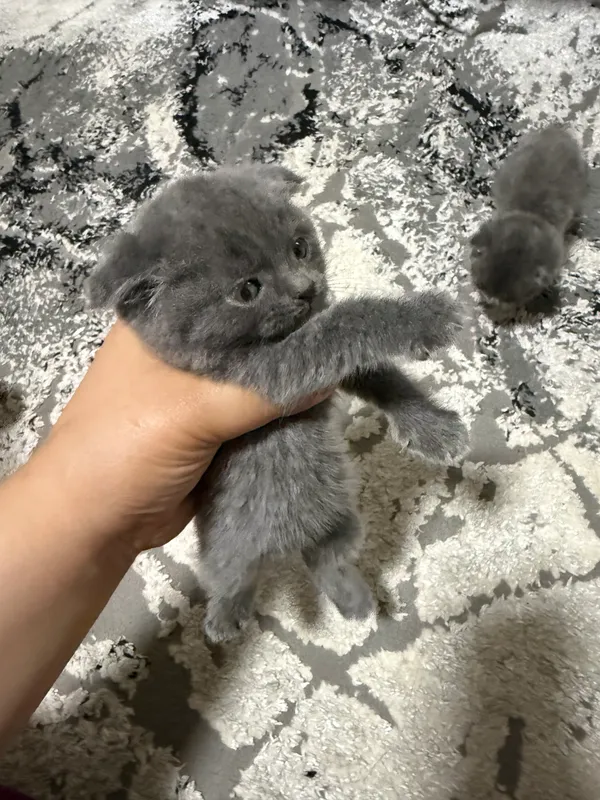 шотландский вислоухий 2 шотландский вислоухий 2