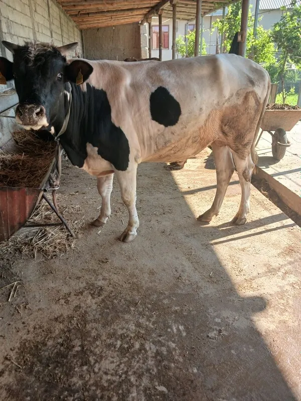 Boqiladigan gigant buqa sotiladi