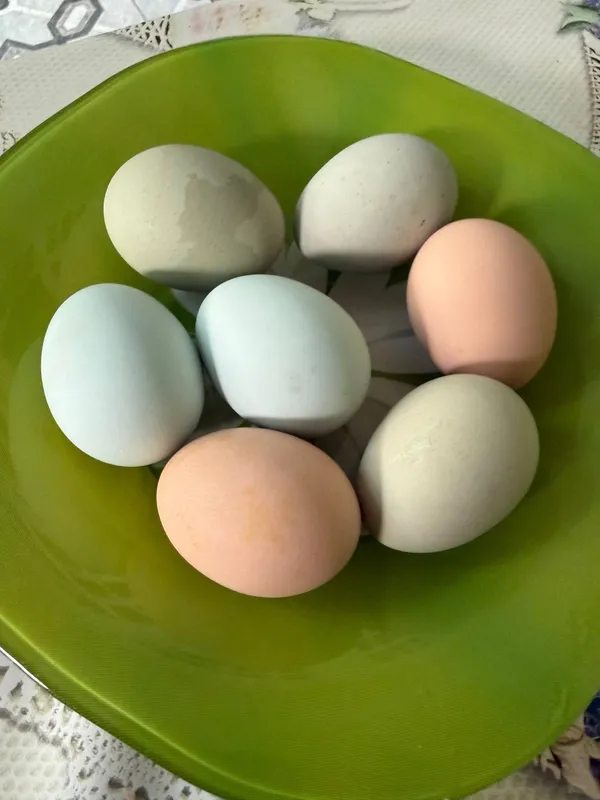 Продаю кур ,породы Ухейилюй 5
