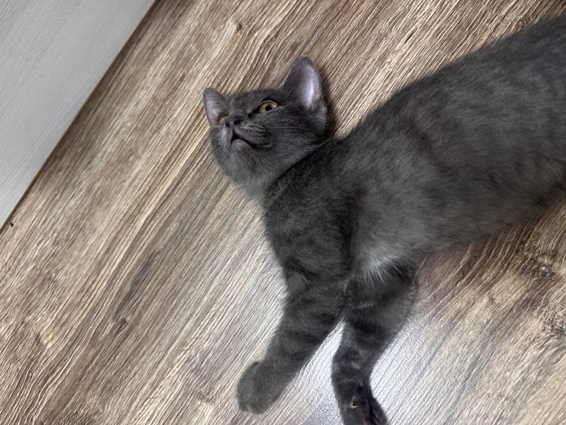 кошка скотиш страйт 2 месяца лоток расчоска бонус 4 кошка скотиш страйт 2 месяца лоток расчоска бонус 4