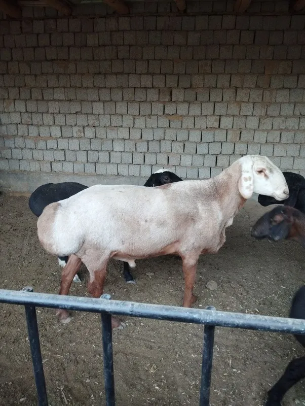 Qoʻchqor sotiladi edilbay karabl linyasi — фото 4