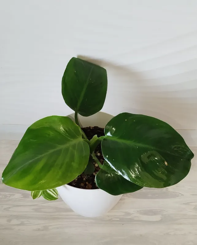 Филодендрон Green Prinses 4