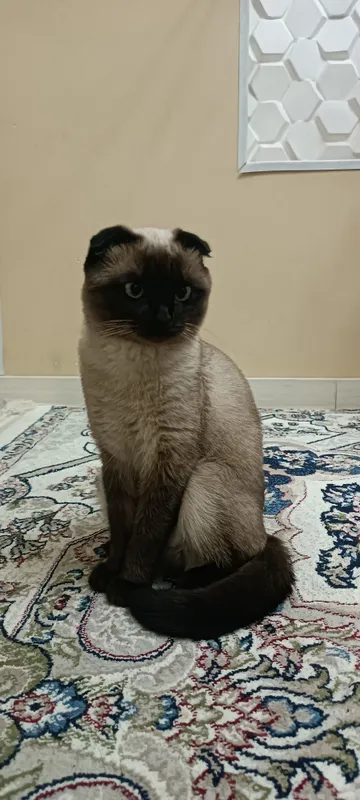 животные кошки 1