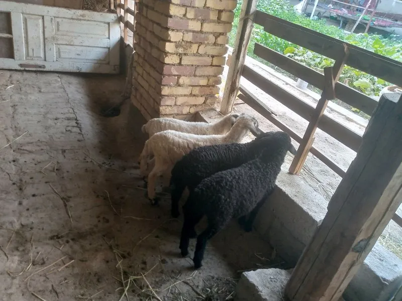 Duraga barralar sotiladi