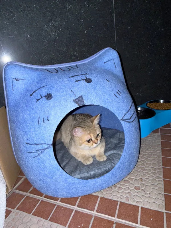 Кошка золотистая британская шиншилла — фото 3