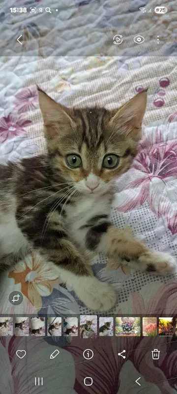 Котята ищут семьи! 2 Котята ищут семьи! 2