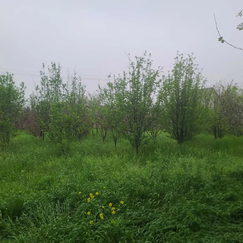 Продаётся дача-ферма 24 соток, dacha-ferma, 24 sotix sotiladi — фото 1
