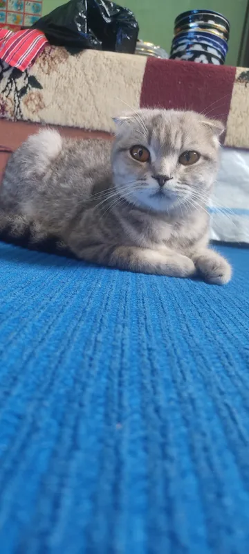 скоттиш фолд