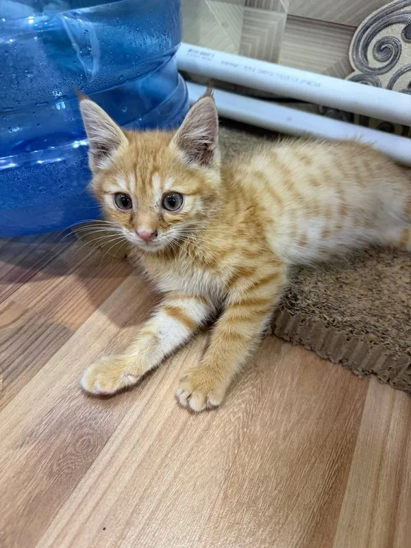 Котёнок мальчик отдам 2 Котёнок мальчик отдам 2
