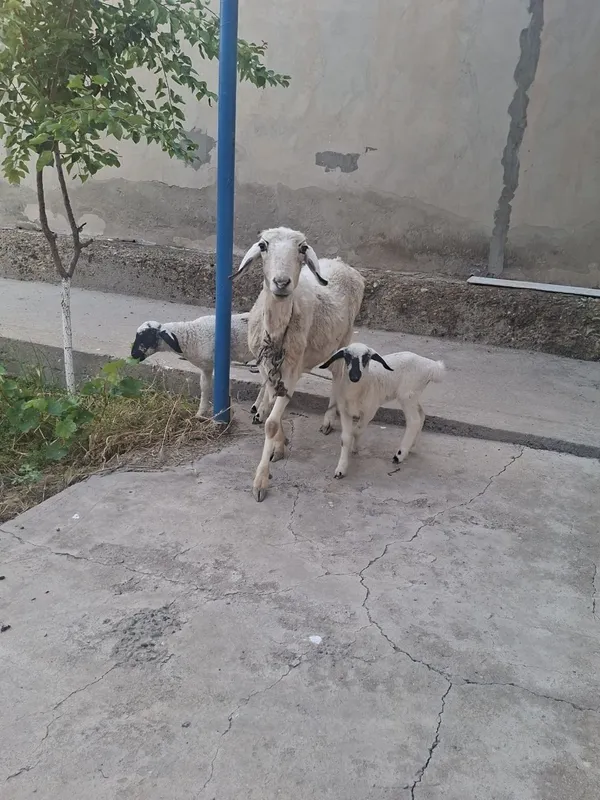 Куй сотилади (она бола) — фото 1