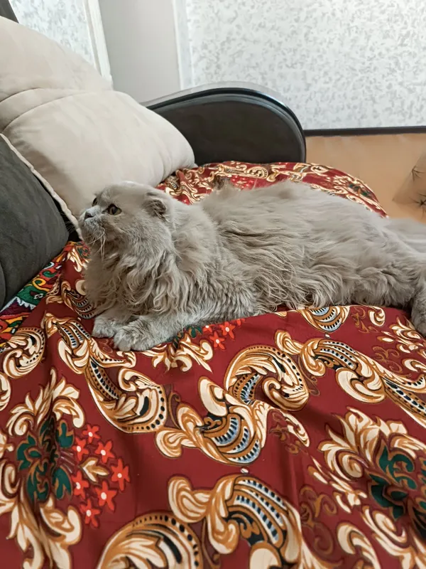 Сотилади ! Heylend Strayd zotli premium mushuk — фото 1