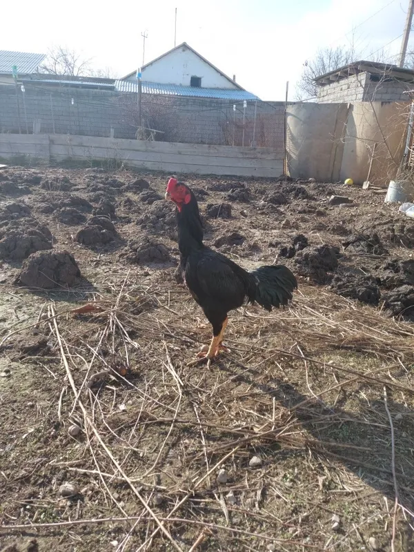 Дакан хуроз жужа — фото 1