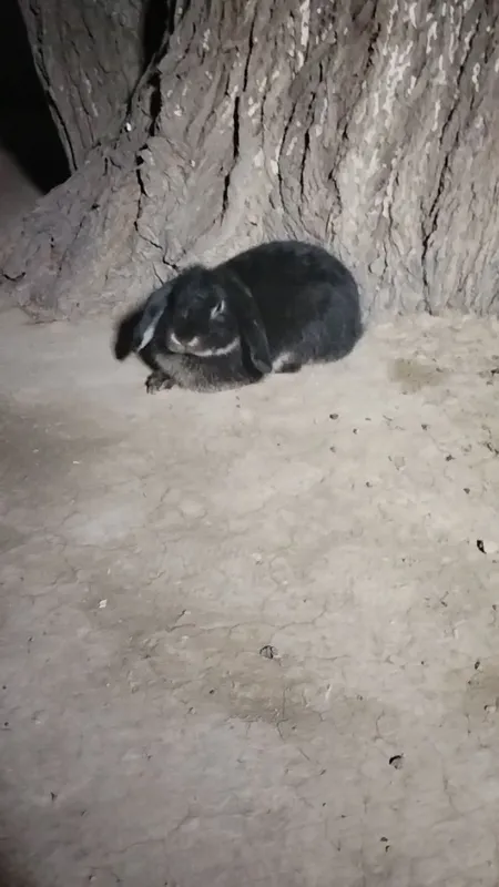 quyonsotladi quyonsotladi