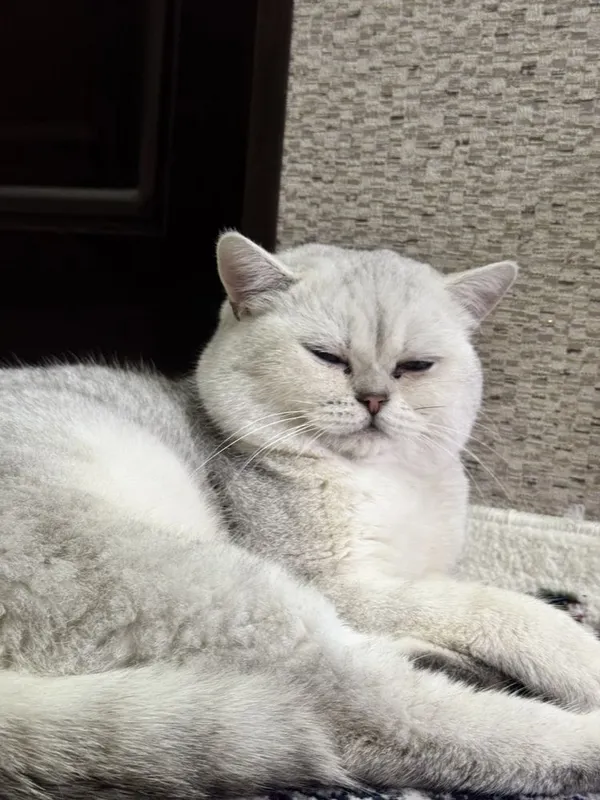Вязка кот. Опытный кот. Приглошаем кошек 1 Вязка кот. Опытный кот. Приглошаем кошек 1