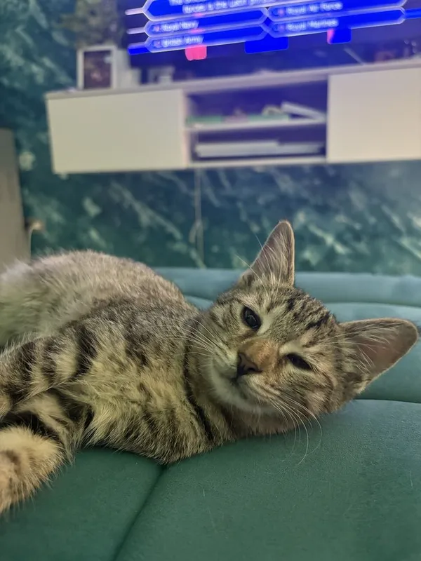 Отдаю котят в добрые руки 2 Отдаю котят в добрые руки 2