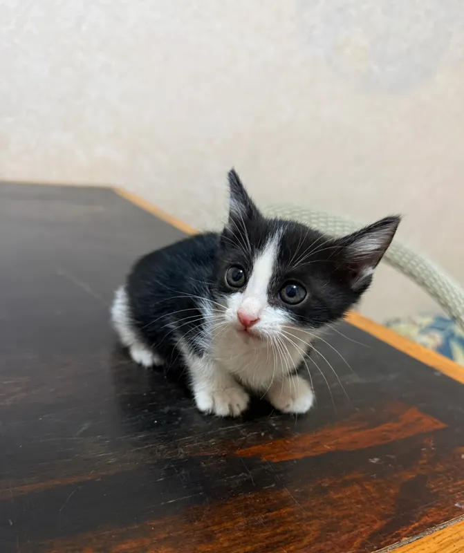 Котята короткошерстные — фото 2