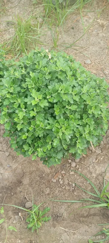 Globus xirzatema gullari sotuvda 5