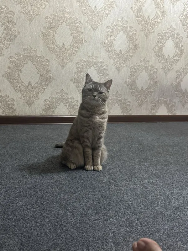 Скотиш страйт Хадияга 5 Скотиш страйт Хадияга 5