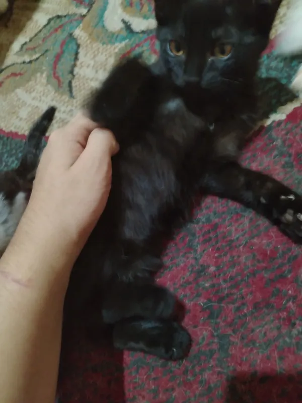 Котята в добрые руки — фото 6 Котята в добрые руки — фото 6