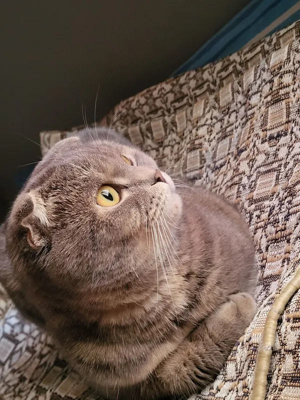 Кошка породы скотиш фолд — фото 2