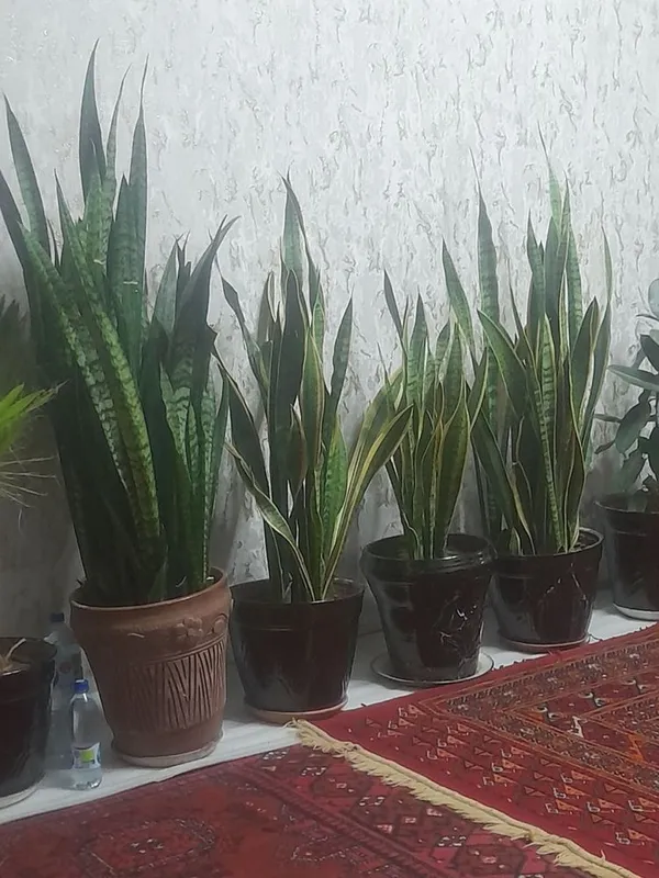Gul sotiladi, продаются цветы 2 Gul sotiladi, продаются цветы 2
