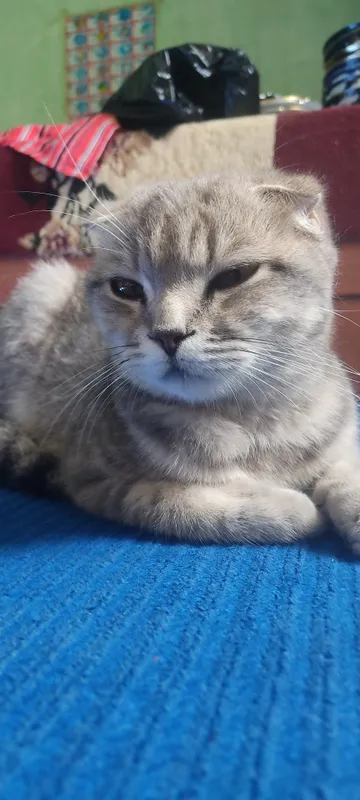 скоттиш фолд — фото 2