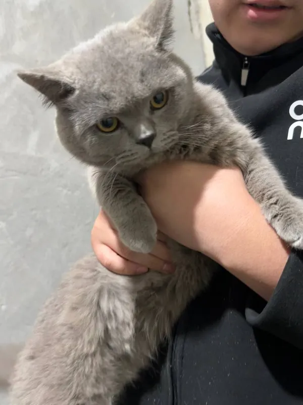 Продаётся породистый кот, 1 год 2