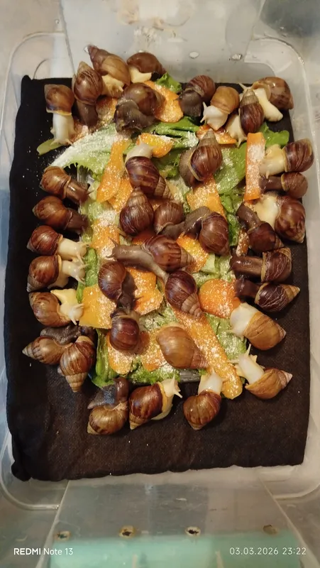 Ahatina shilliqurtlari 2 Ahatina shilliqurtlari 2