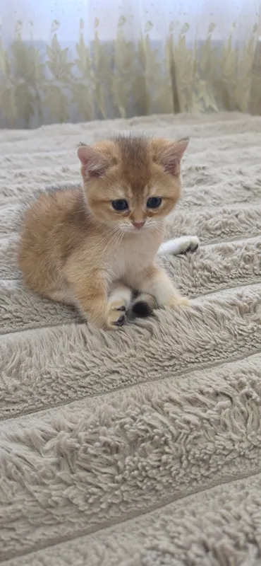 Продается котенок породы британская шиншилла ny. — фото 2