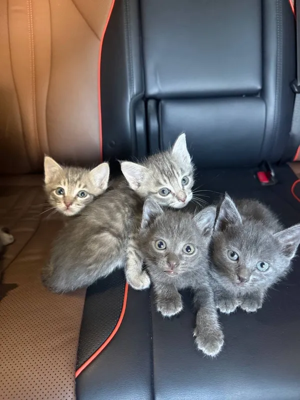 Котята 2 Котята 2