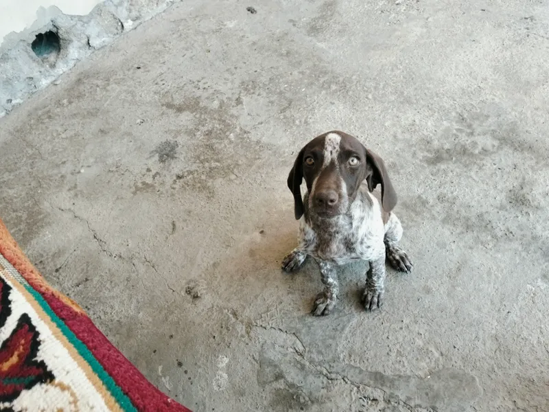 ismi bobik 3