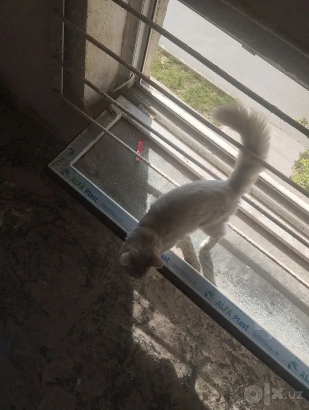 Очень милый котенок 6 Очень милый котенок 6