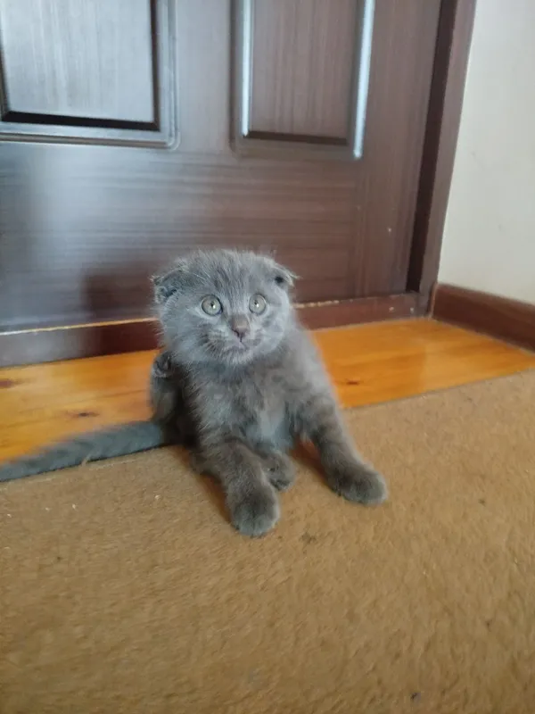Котята, Scottish fold/straight, Скоттиш фолд страйт 6 Котята, Scottish fold/straight, Скоттиш фолд страйт 6