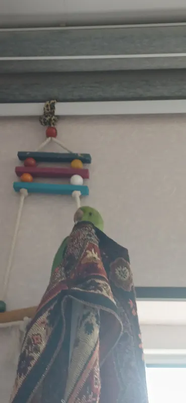 Ruchnoy Ajirella 3 Ruchnoy Ajirella 3