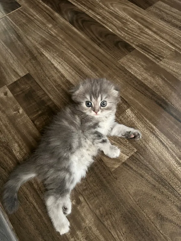 Очаровательные котята 1 Очаровательные котята 1